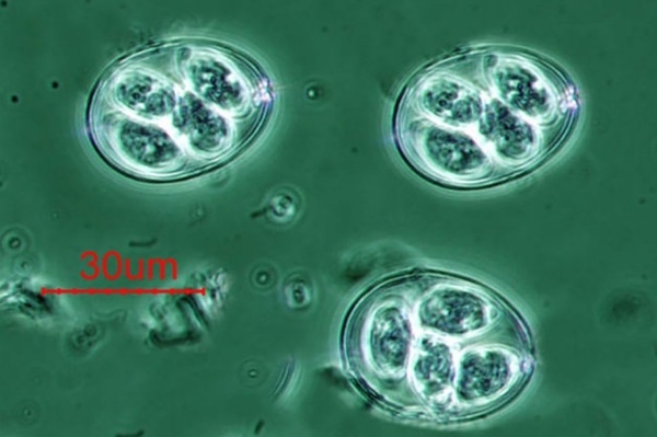 Anticoccidial effects of plant extracts – Mechanisms of action - Image 1