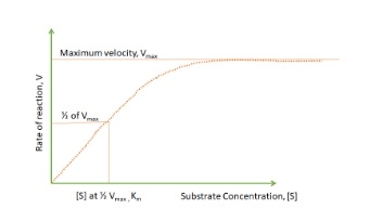 Factors Affecting Enzyme Activity - Image 3
