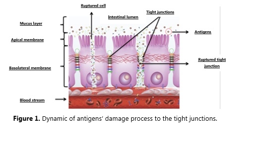 The relationship between intestinal microbiota and the innate immune system: The role of the yeast cell wall in this process - Image 1