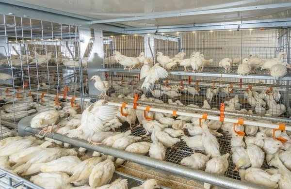Insights in Cage-Free: When is the right time to open the aviary on the rearing farm? - Image 1