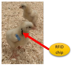 Figure 2. RFID chip attached to the base of the neck for individual identification.