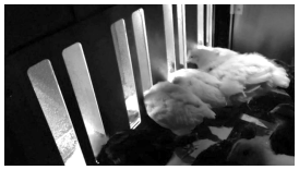 Figure 2. This second generation precision feeding station controls access to different feeds.