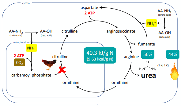 Figure 1. The urea cycle: urea (the output) contains two nitrogen and one carbon atom, which are input by the metabolites with a yellow and brown background, respectively. Its costs 9.63 kcal/g N to synthesize urea, 56% of which is retained in the product and 44% is released as heat. Birds cannot synthesize carbamoyl phosphate, but they possess the other reactions of the urea cycle. 