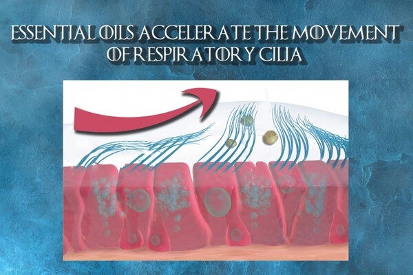 Winter is coming! We help you to keep respiratory problems under control! - Image 3