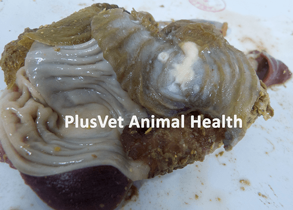 7 main causes of erosions in gizzard and proventriculus - Image 6