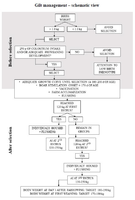  Schematic view of gilt management from birth to first weaning. The recommendations may vary among genetics lines.