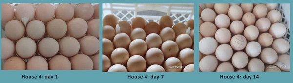 Success case: PlusProtect Digestive and PhytoMax boost productivity in breeding hens - Image 2