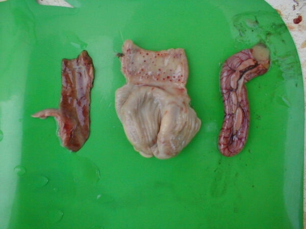 7 main causes of erosions in gizzard and proventriculus - Image 7