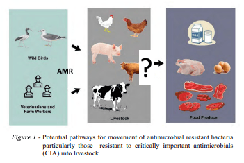Figure 1 - Potential pathways for movement of antimicrobial resistant bacteria particularly those resistant to critically important antimicrobials (CIA) into livestock.