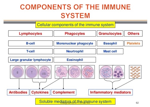 Immunonutrition, a topic of interest - Image 2