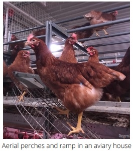Keel Bone Fractures in Laying Hens - Image 5