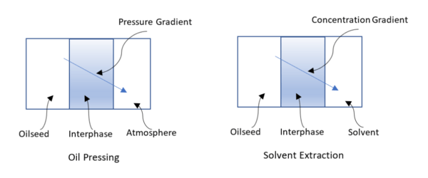 OIL PRESSING 101 - Image 2