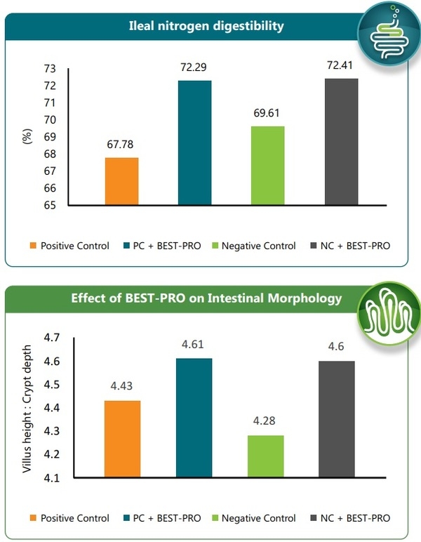 Use of highly bioavailable protein and probiotics in poultry feed - Image 4