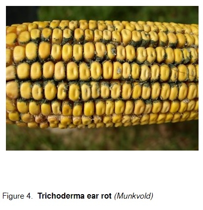How Delayed Harvest Might Affect Ear Rots and Mycotoxin Contamination - Image 4