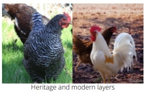 Keel Bone Fractures in Laying Hens - Image 6