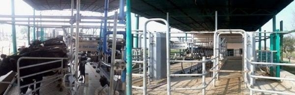 A Pocket Guide to Modern Milking Technique - Image 6