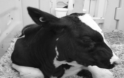 Dairy Genomic Selection - Image 1