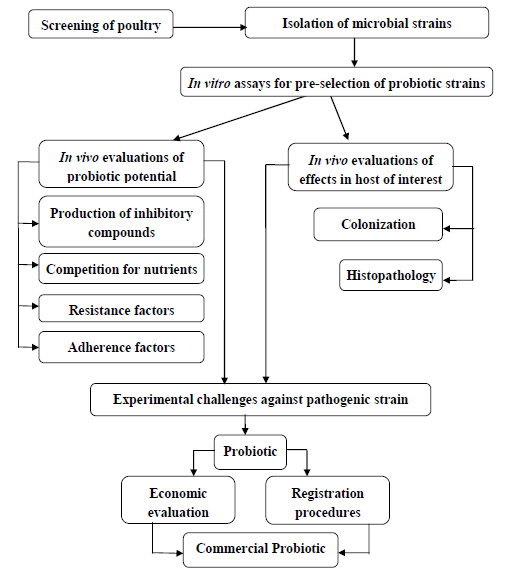 The Role of Probiotics in the Poultry Industry - Image 2