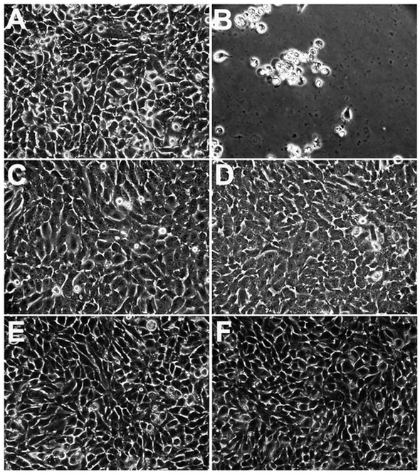 Novel Virostatic Agents against Bluetongue Virus - Image 5