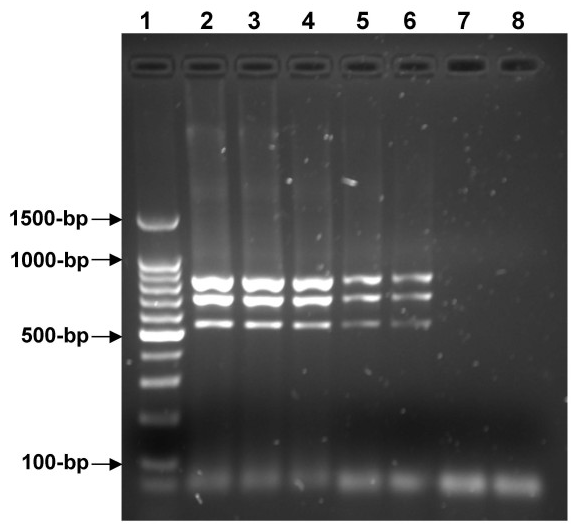 Simultaneous differential detection of Chlamydophila abortus, Chlamydophila pecorum and Coxiella burnetii from aborted ruminant's clinical samples using multiplex PCR - Image 4