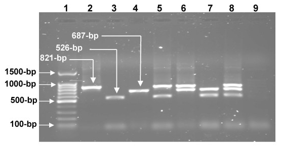 Simultaneous differential detection of Chlamydophila abortus, Chlamydophila pecorum and Coxiella burnetii from aborted ruminant's clinical samples using multiplex PCR - Image 3