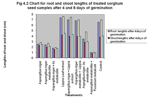 The use of Lippia multiflora leaf extract to control the influence of Aspergillus niger and its metabolite on germinability and seedling vigour of sorghum (Sorghum bicolor ([L.] moench) - Image 6