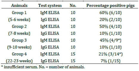Ear necrosis syndrome in weaning pigs associated with PCV2 infection: A case report - Image 3