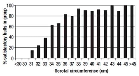 Reproductive Fertility in Herd Bulls - Image 4