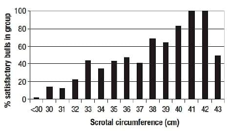 Reproductive Fertility in Herd Bulls - Image 3
