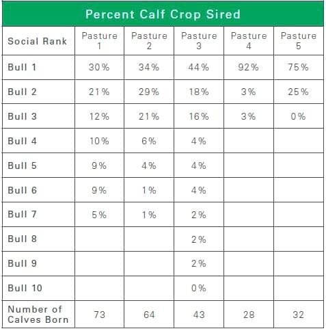 Reproductive Fertility in Herd Bulls - Image 6