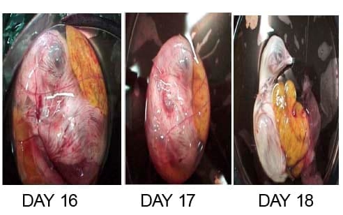 Development of a chick in the Egg - Image 6