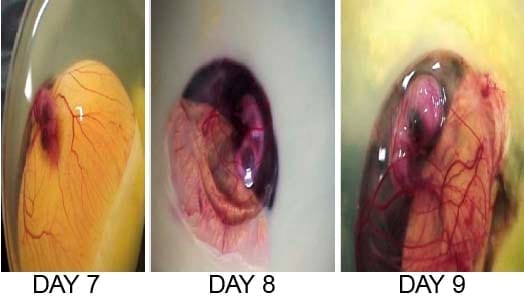 Development of a chick in the Egg - Image 3