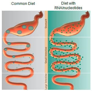 Nucleotides – non-essential nutrients turn essential - Image 2
