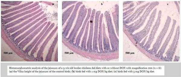 The Impact of the Fusarium Mycotoxin Deoxynivalenol on the Health and Performance of Broiler Chickens - Image 8