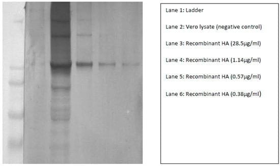 Rapid Development of an Efficacious Swine Vaccine for Novel H1N1 - Image 1