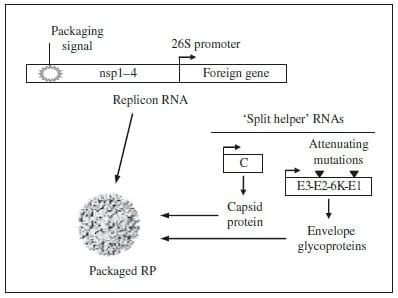 Alphavirus replicon vaccines - Image 2