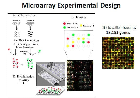 Nutritional Genomics: from Functional Gene Networks to Feedbunk - Image 1