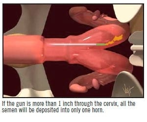 A.I. Technique in Cattle - Image 13