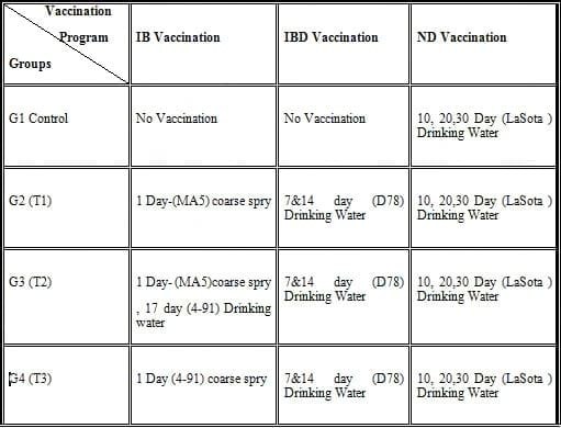 Find the Best Way to Vaccination Against Infectious Bronchitis and Infectious Bursal Disease - Image 2