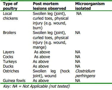Common Leg Ailment of Poultry in Plateau State, Nigeria - Image 4