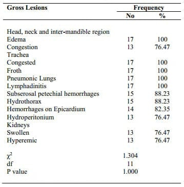 Hemorrhagic Septicemia in Buffalo (Bubalus bubalis) Calves Under Sub-Tropical Conditions in Pakistan - Image 3