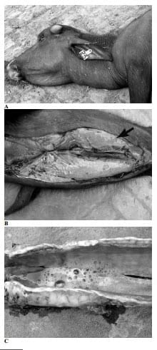 Hemorrhagic Septicemia in Buffalo (Bubalus bubalis) Calves Under Sub-Tropical Conditions in Pakistan - Image 4
