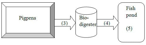 Treating Pig Wastewater by Applying a Model of Fish Pond or Biodigester Tank Followed by a Fish Pond in Phuoc Tho State Farm - Image 6