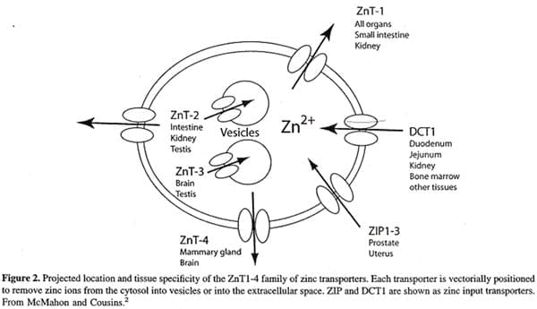 The Importance of Zinc in Animal Health - Image 10