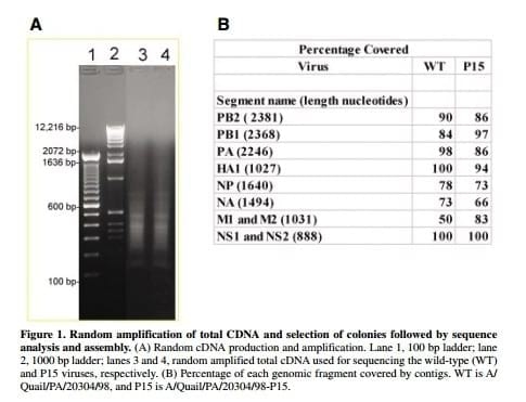 Sequencing of Avian Influenza Virus Genomes Following Random Amplification - Image 1