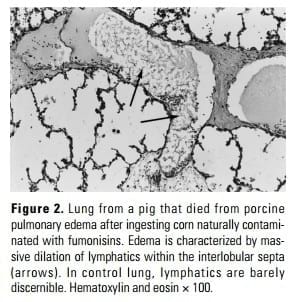 Fumonisin Toxicosis in Swine: An Overview of Porcine Pulmonary Edema and Current Perspectives - Image 2
