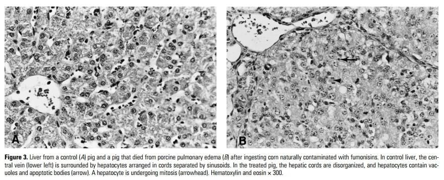 Fumonisin Toxicosis in Swine: An Overview of Porcine Pulmonary Edema and Current Perspectives - Image 3