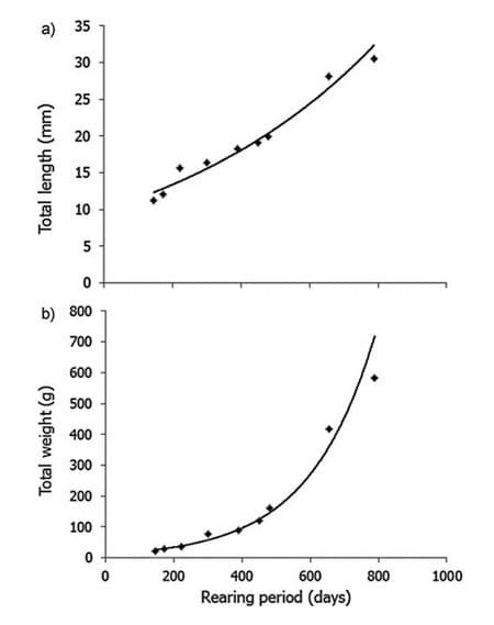 Generation Cycle Closure of the Spotted Rose Snapper, Lutjanus Guttatus, in Captivity - Image 1