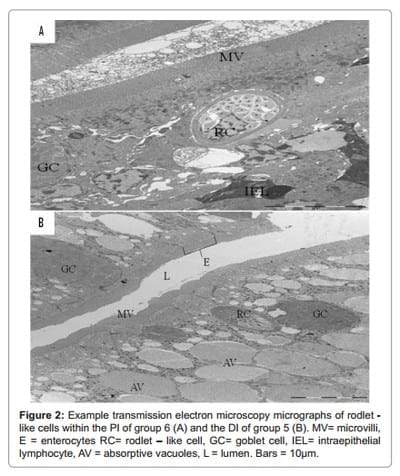Evaluation of Prebiotic and Probiotic Effects on the Intestinal Gut Microbiota and Histology of Atlantic salmon (Salmo salar L.) - Image 5