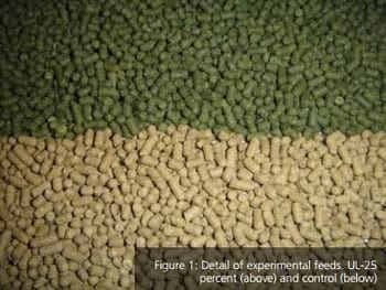 Effect of Dietary Inclusion of Seaweeds on Intestinal Proteolytic Activity of Juvenile Sea Bream, Sparus Aurata - Image 1